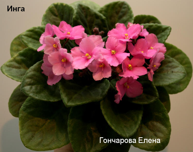 Фиалка Ле Инга