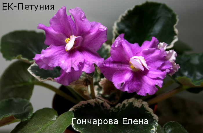 Фиалка Петуния Фото Фиалка Петуния Фото