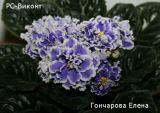 Фиалка РС- Виконт