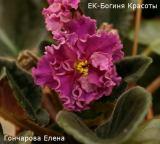 Фиалка ЕК - Богиня Красоты