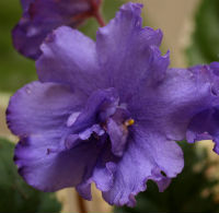 Фиалка Азов (сеянец)