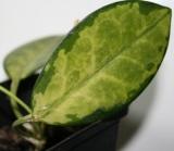 Hoya Аustralis
