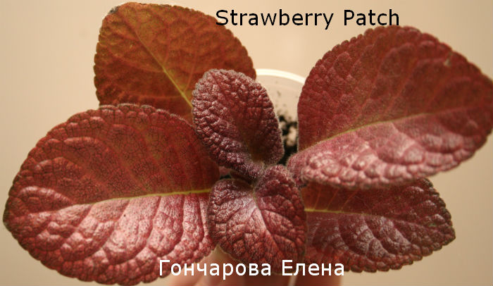 Strawberry Patch 