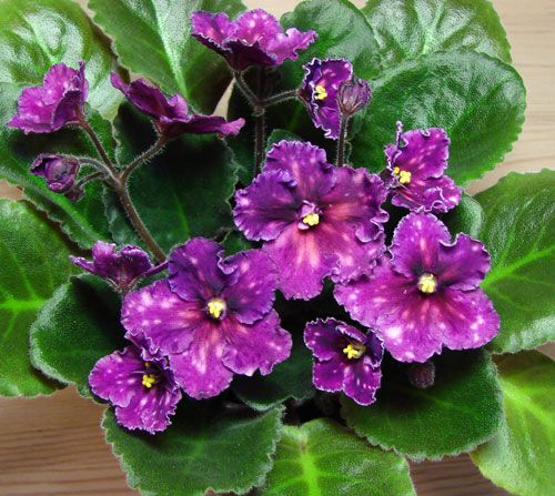  Spanish Dancer 