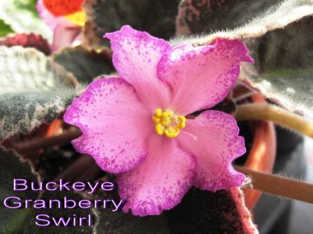  Buckeye Granberry Swirl 
