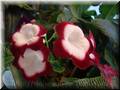 Стрептокарпус Fleischle Roulette Cherry