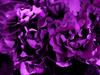 Фиалка ЕК-Черная жемчужина