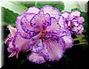 Фиалка Enchanted Pink