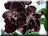 Стрептокарпус DS-Элефант
