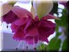 Фуксия English Rose