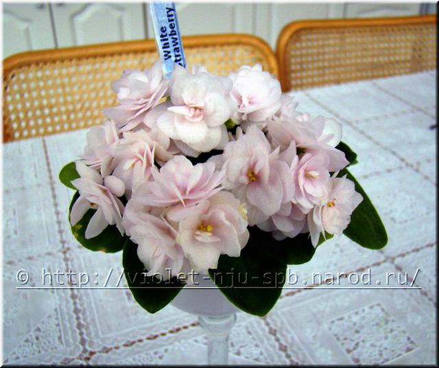  White Strawberry - 2 