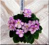 Фиалка СК-Конфитюр
