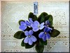 Фиалка Н-Лунный Свет