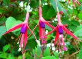  Fuchsia Magellanica 