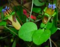  Fuchsia Procumbens 
