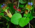  Fuchsia Procumbens