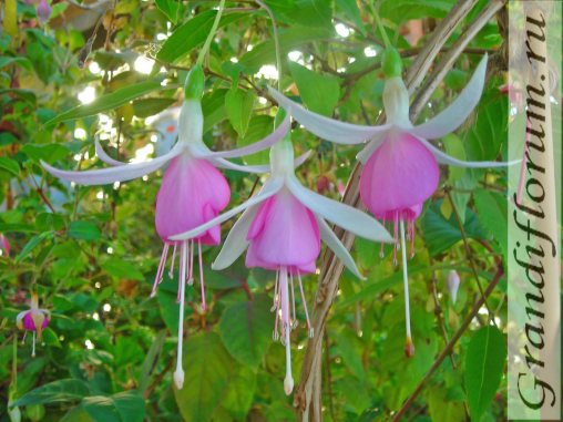  Lavender Bells 