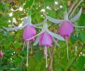  Lavender Bells