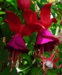  Mission Bells