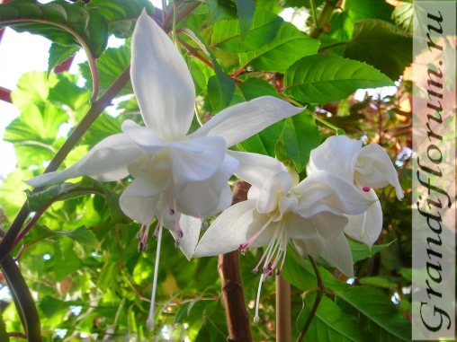  White Galore 