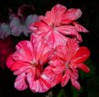  Raspberry Ripple 