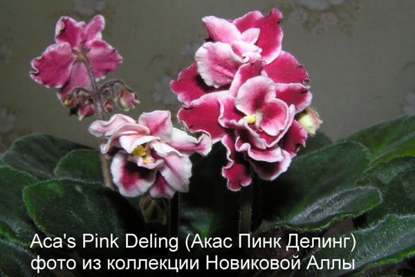  Aca`s Pink Deling 