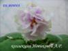 Фиалка ЕК-Ирина