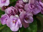 Фиалка Cupid`s Jewel (S. Sorano)