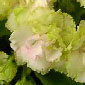Фиалка Irish Flirt (Sorano)