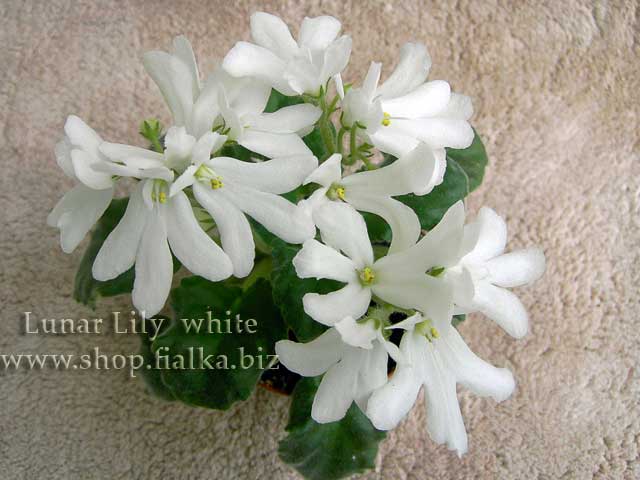  Lunar Lily  white (J. Dates) 