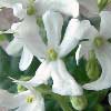 Фиалка Lunar Lily  white (J. Dates)