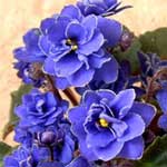 Фиалка Ness` Crincle Blue (Неcc Кринкл Блу), Ness