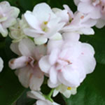 Фиалка Orchard`s Wonder Twin (R.Wilson)