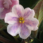 Ness` Spring Blush
