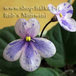  Rob`s Miriwini 