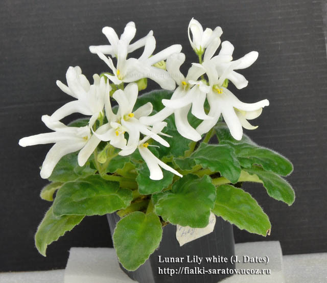  Lunar Lily white 