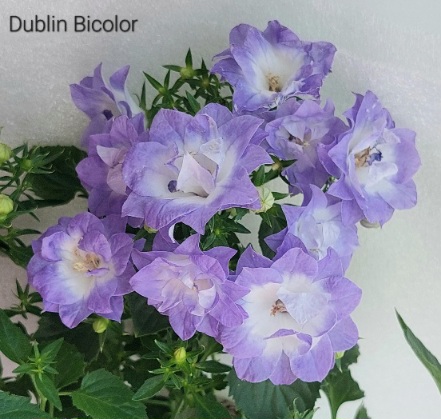  Dublin Bicolor 