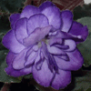 Фиалка Buckeye Butterfiles