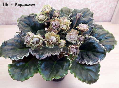 Фиалка Кардамон Фото