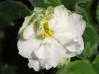 Фиалка Spring Rose