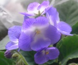 Фиалка Valeska Blau