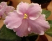 Фиалка Pink Summit