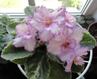 Фиалка Fredette's Risen Star