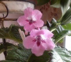 Стрептокарпус Passion Pink