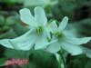 Фиалка LUNAR LILY(white)