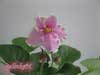 Фиалка Pink sammit -