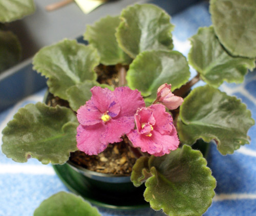  ACAS CORAL SPLASH* 
