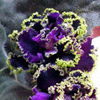 Фиалка PURPLE PASSION SPORT