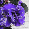 Фиалка BLUEBERRY MINT
