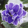 Фиалка CARIBBEAN BLUE